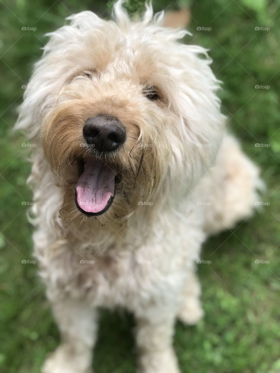 Happy, yawning young Goldendoodle 