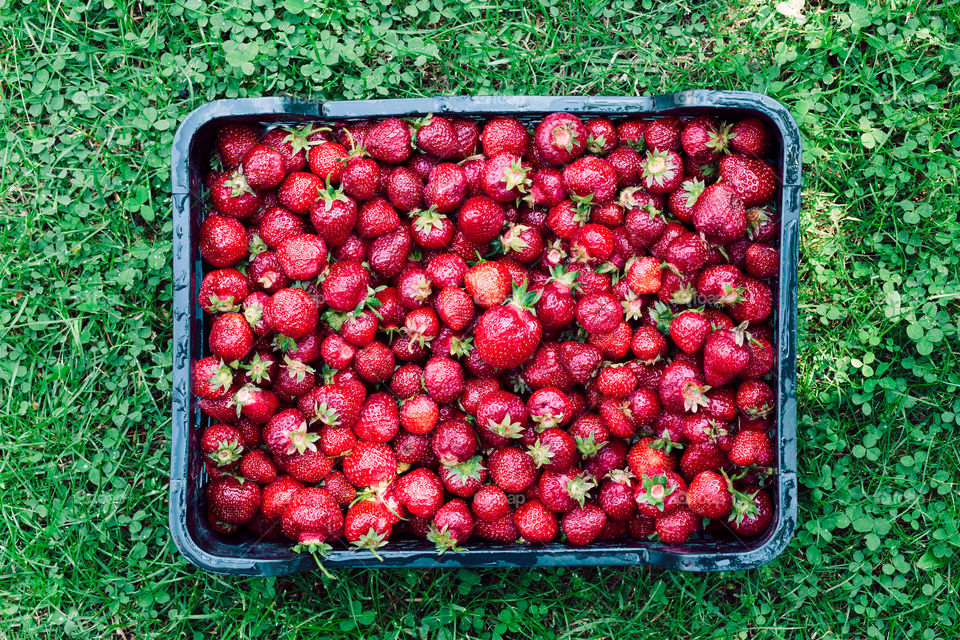Overhead shot of freshly picked strawberries in a box