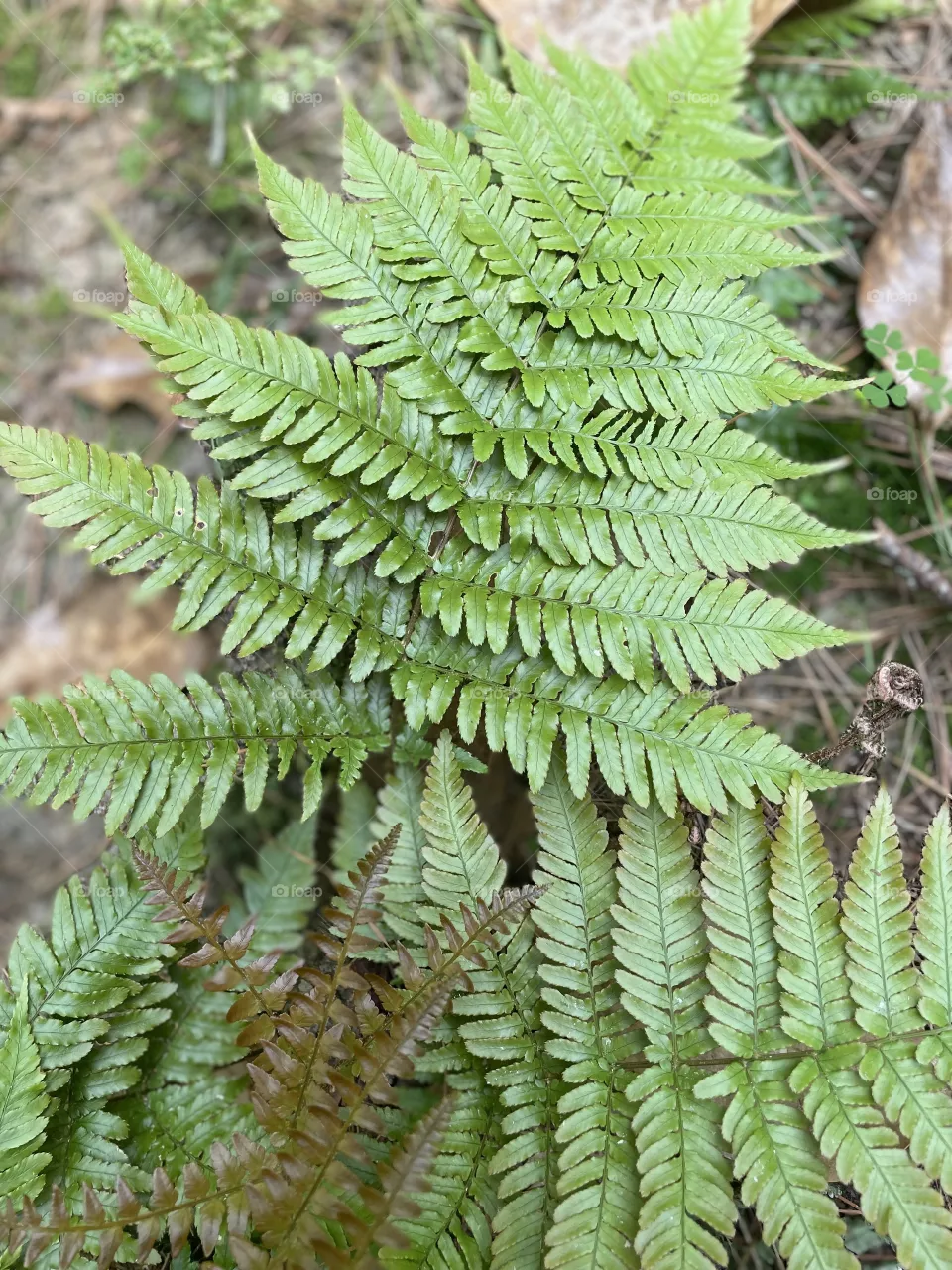 Feel Ferns 