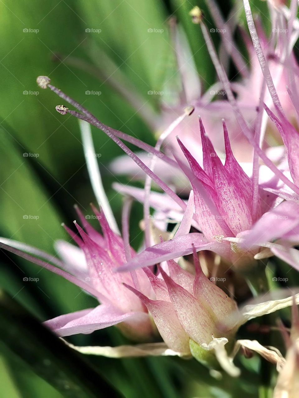 Macro photo of a flower growing in the garden
