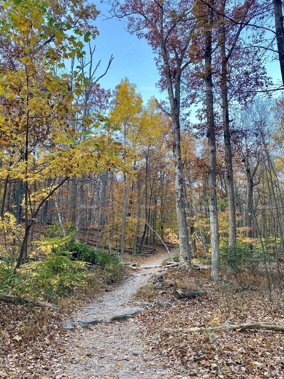 A path through the woods 