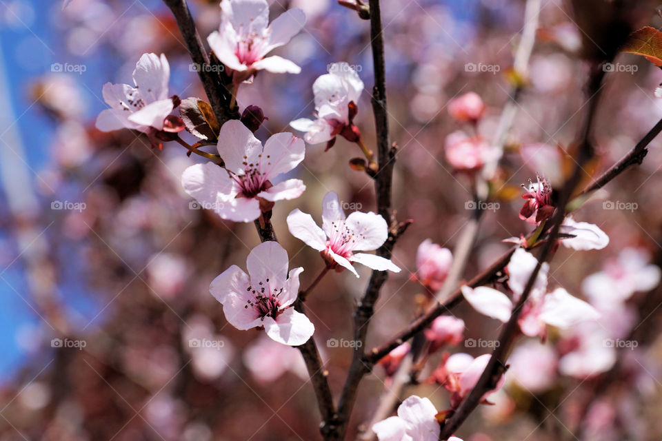 Cherry blossoms 