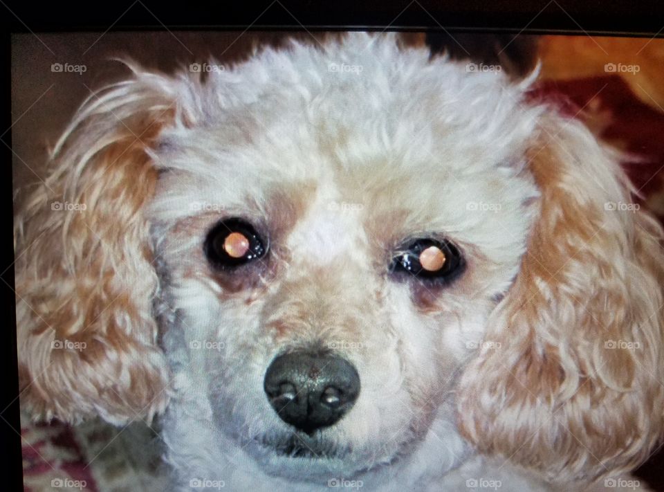 My dog Maxwell with a pic of his face. He's an Apricot color poodle.
