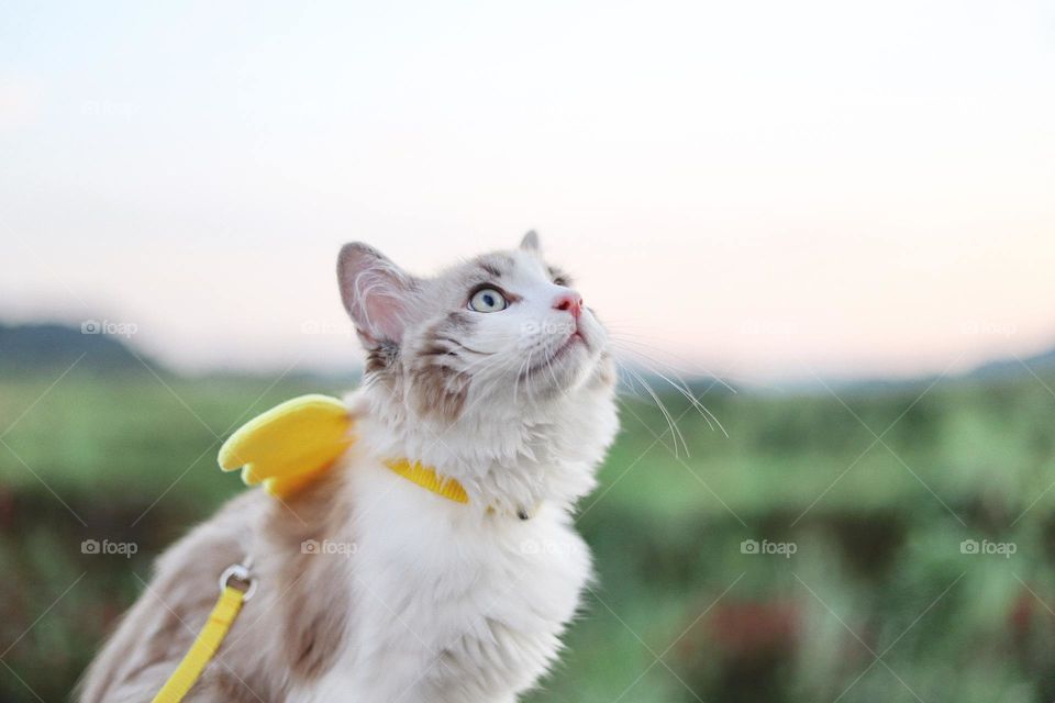 White cat with banana at day time