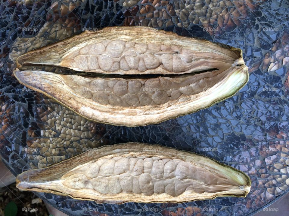 Seed pod shell