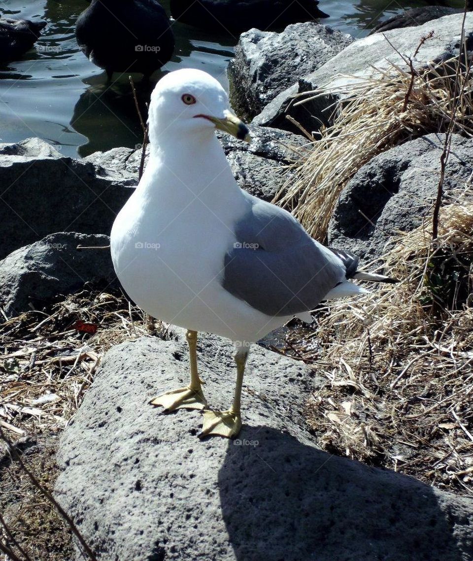 Seagull by the lake