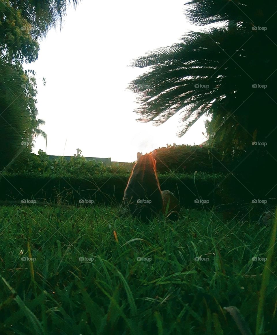 cat at sunset