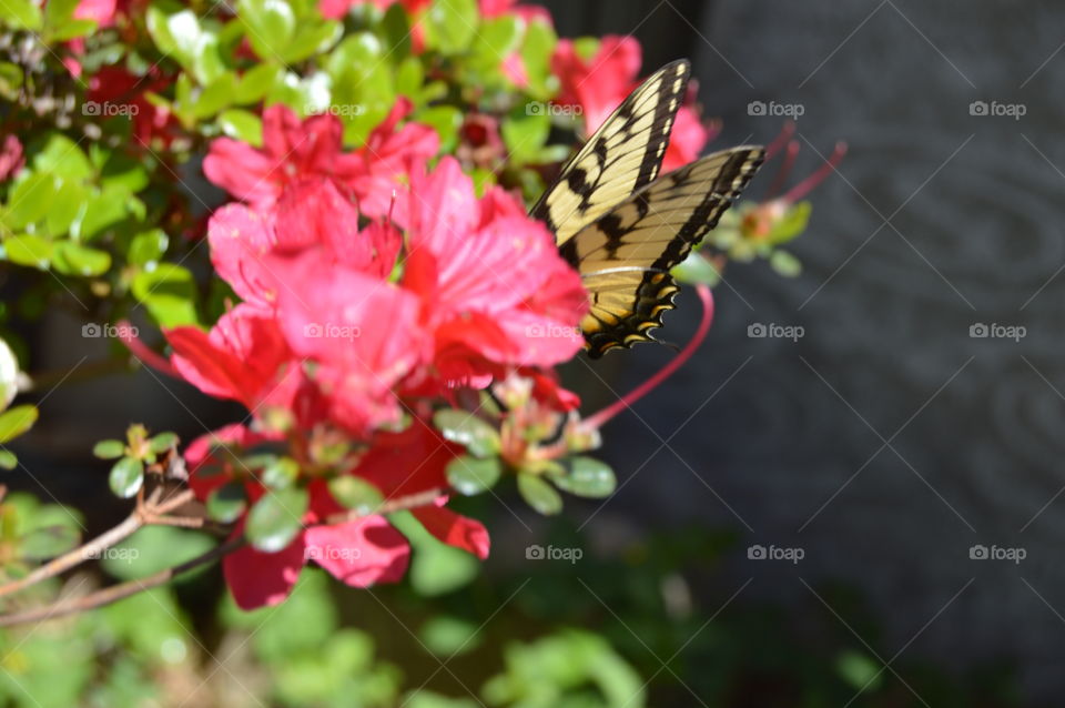 butterfly on flowers eating
