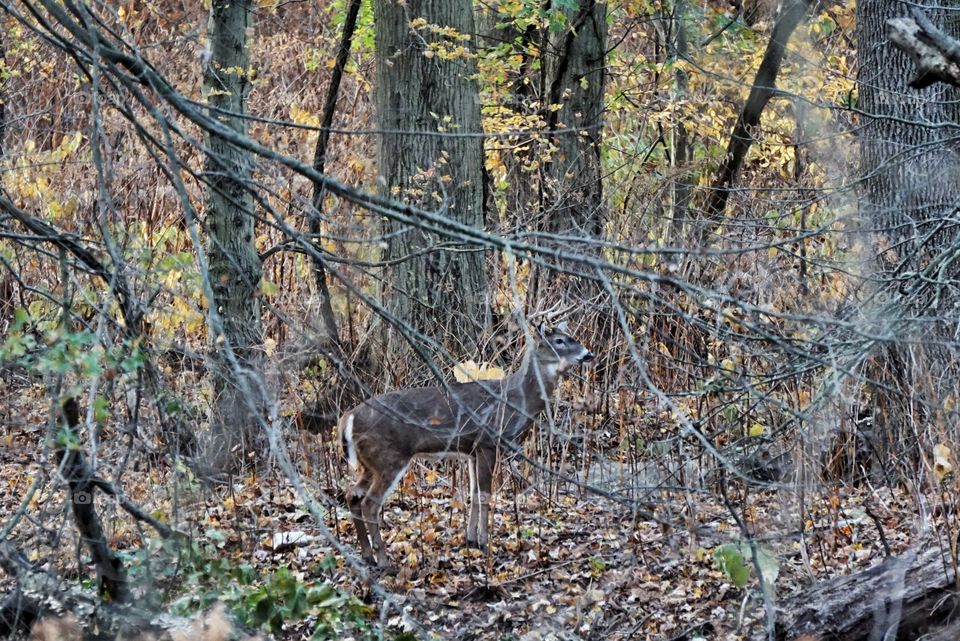 Deer in the Forest in Late Fall 