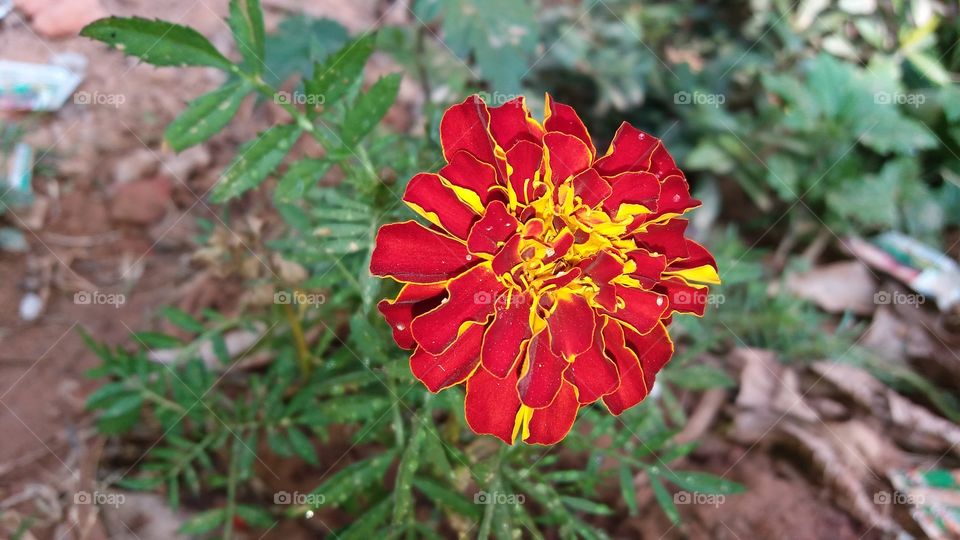 blood  (red) China rose. ... famous India's flower
