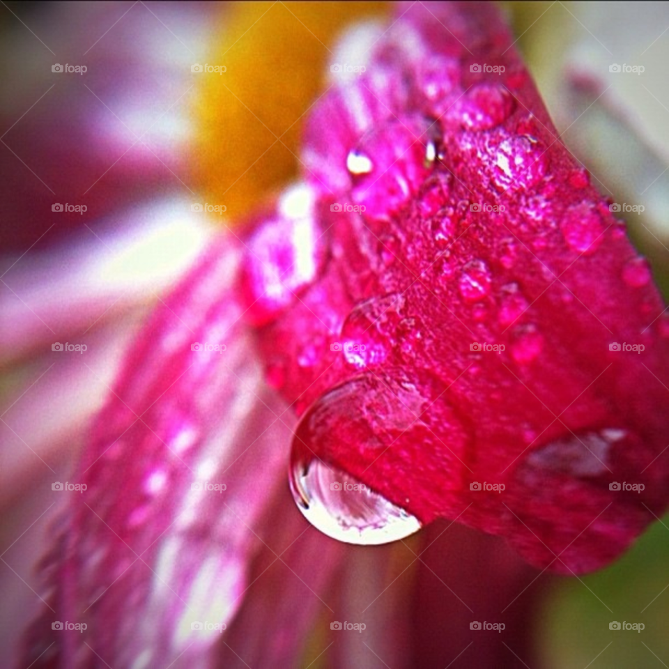 pink flower macro dew by gnicholson3