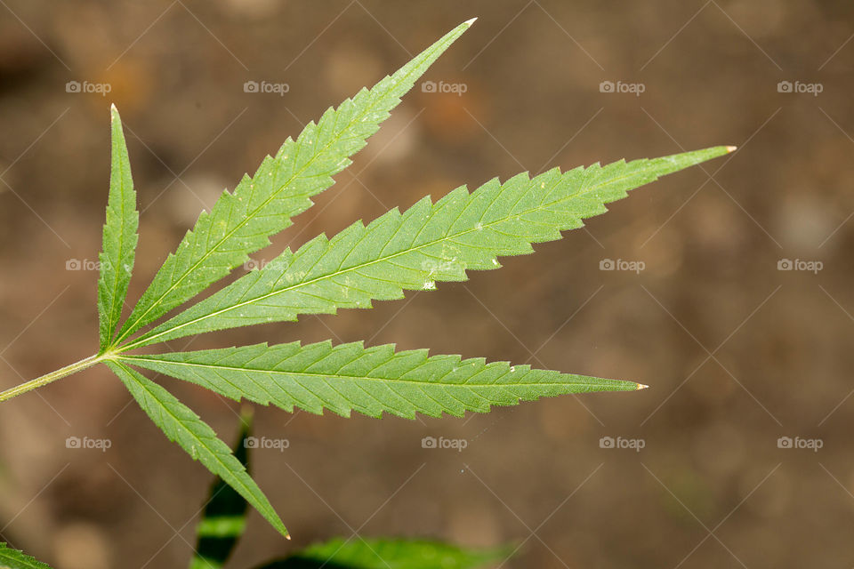 Leaf, Marijuana, Cannabis, Nature, Flora