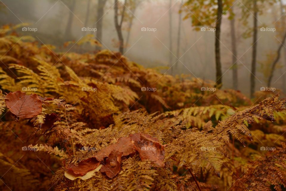beech trees in autumn, abruzzo, italy