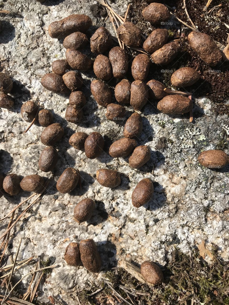 Wild hare or rabbit dropping’s 