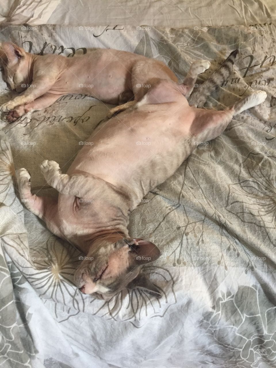 Our sleeping bambino SphynxCats in the hot summer day 
