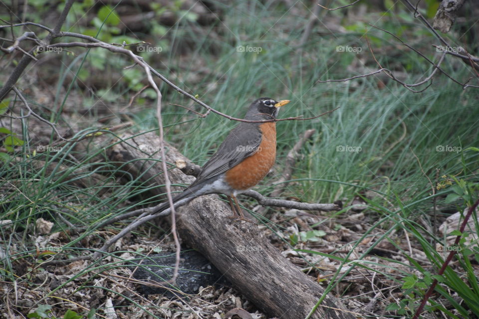 Robin on stump