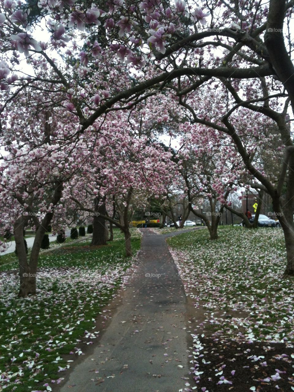 Princeton Blossoms. Blossoming trees at Princeton University