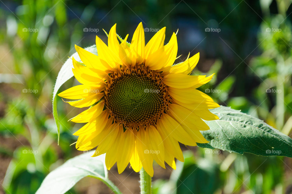 Sunflower