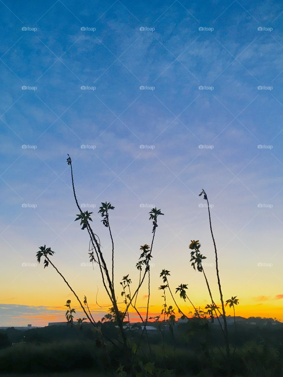 🌅07h00 - Desperte, #Jundiaí.
Que a jornada diária possa valer a pena!
🍃
#sol #sun #sky #céu #photo #nature #morning #alvorada #natureza #horizonte #fotografia #pictureoftheday #paisagem #inspiração #amanhecer #mobgraphy #mobgrafia 