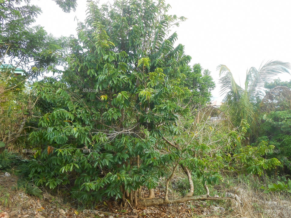 Soursop Tree