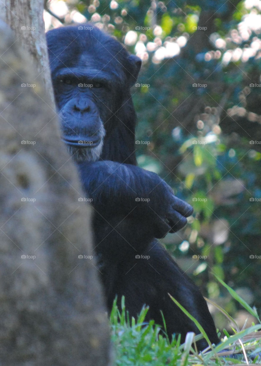 shy chimp