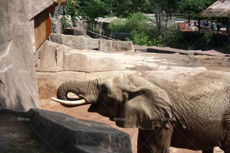 Brittany the Elephant getting a drink // Milwaukee County Zoo // Canon Rebel