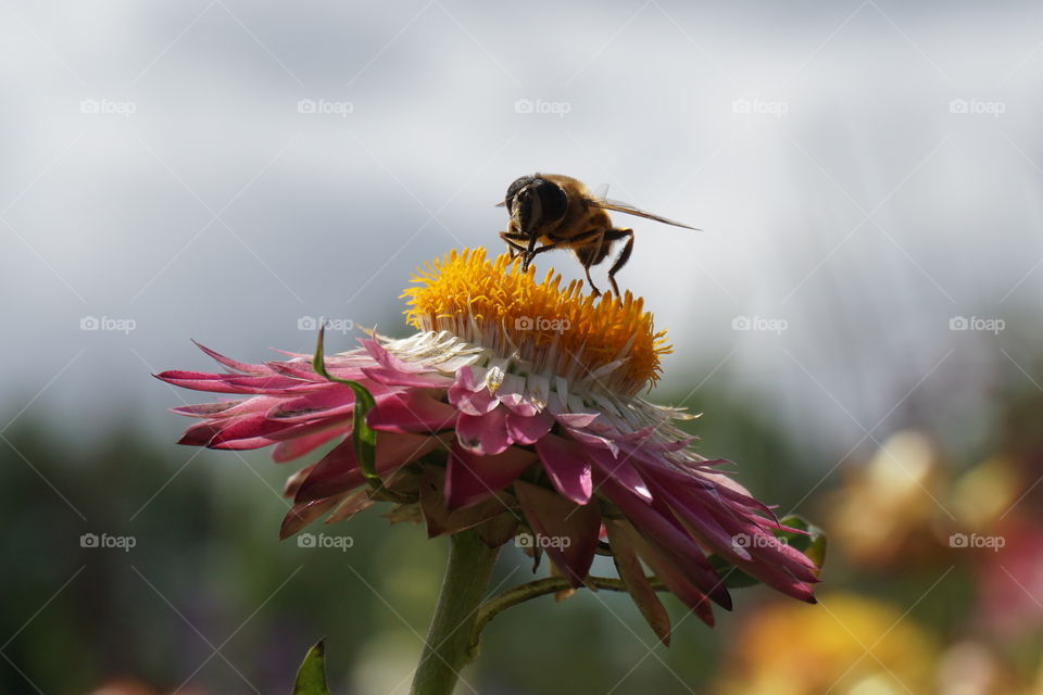 Portrait of a flower topped off with a wasp who photobombed the picture landing on the top … but I think he adds an extra touch  🐝