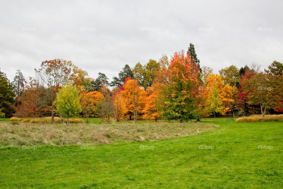 autumn tree in the park
