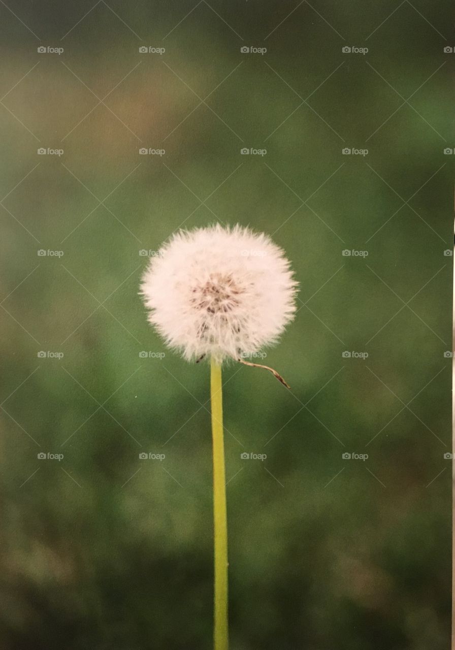 Dandelion seed  weed