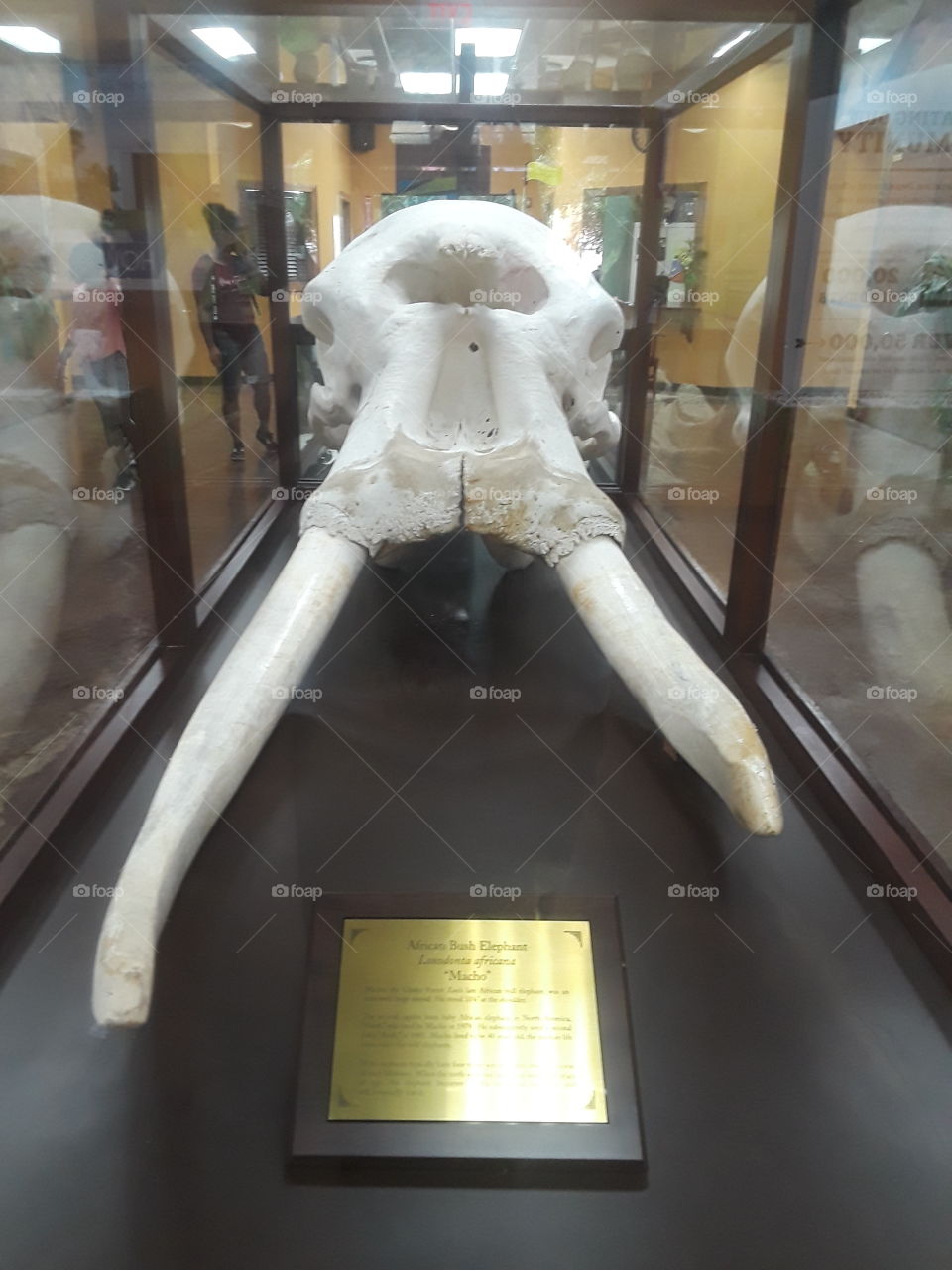 elephant bones