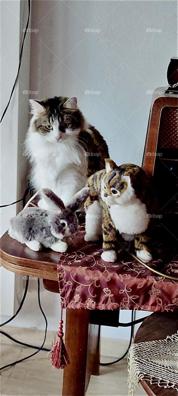 “Linda”, the cat poses next to her plush counterparts of a toy cat and a bunny on an antique table with burgundy broquet tablecloth to wish our lady a happy birthday in her house in “Straubing”, “Lower Bavaria”. 2024. Hypnotic Productions