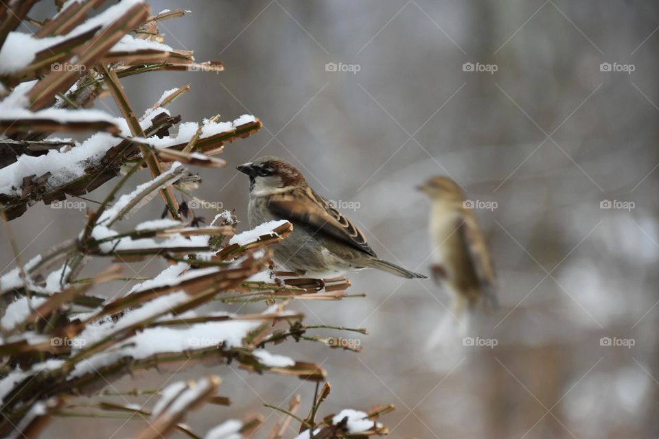 Camouflaged House Sparrow with snow and Boca flying partner