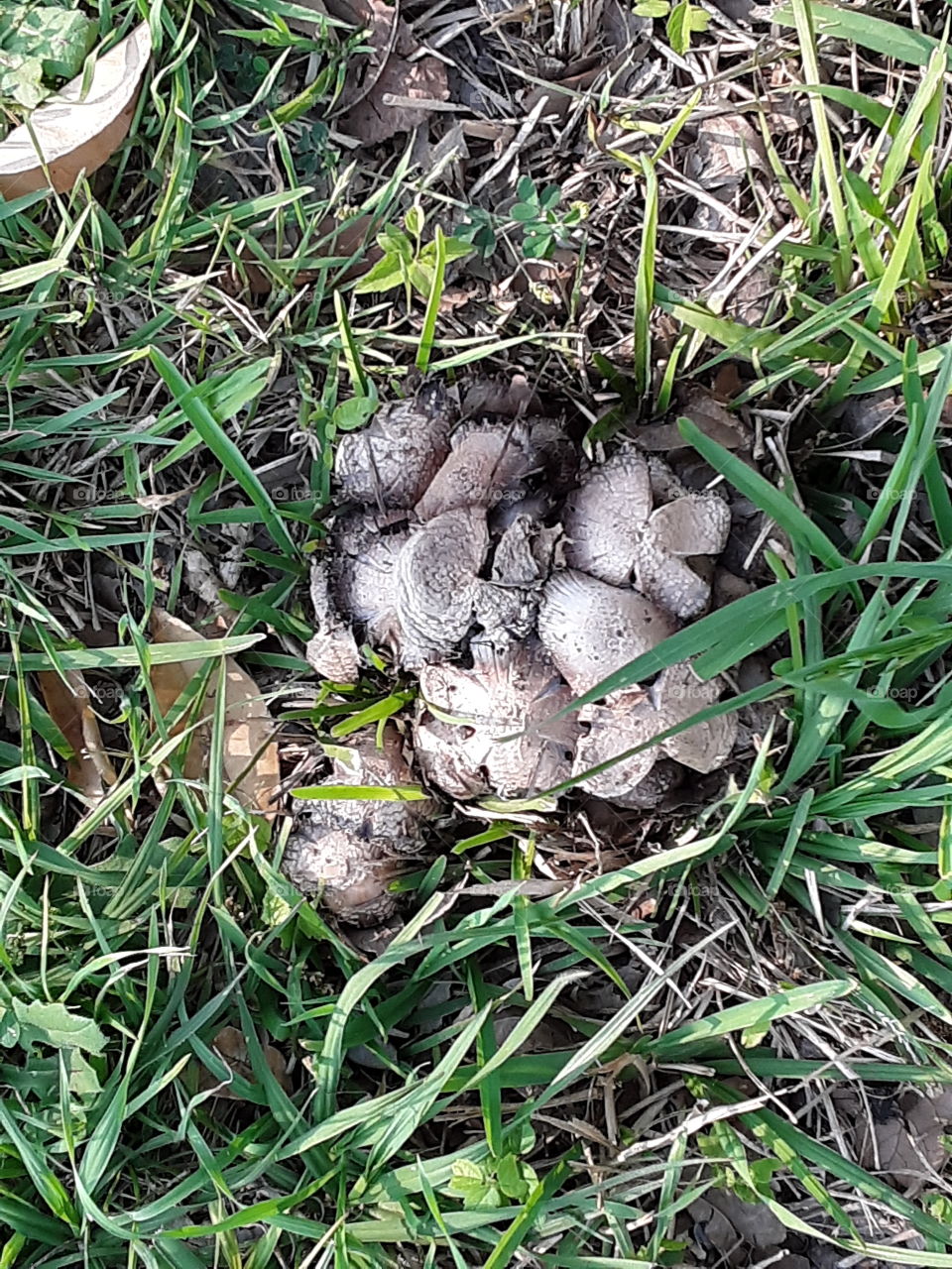 Mushrooms nestled in the grass. =)