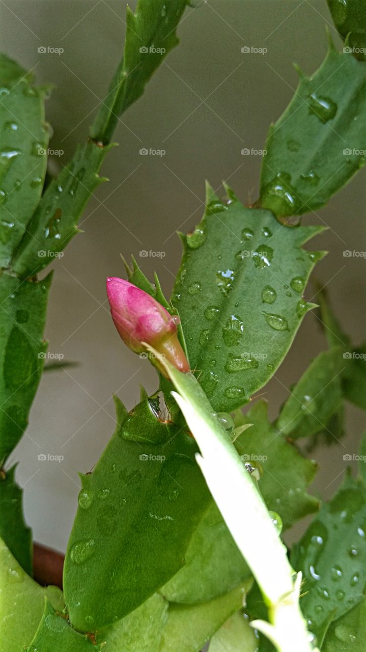 Christmas Cactus still blooming in March!