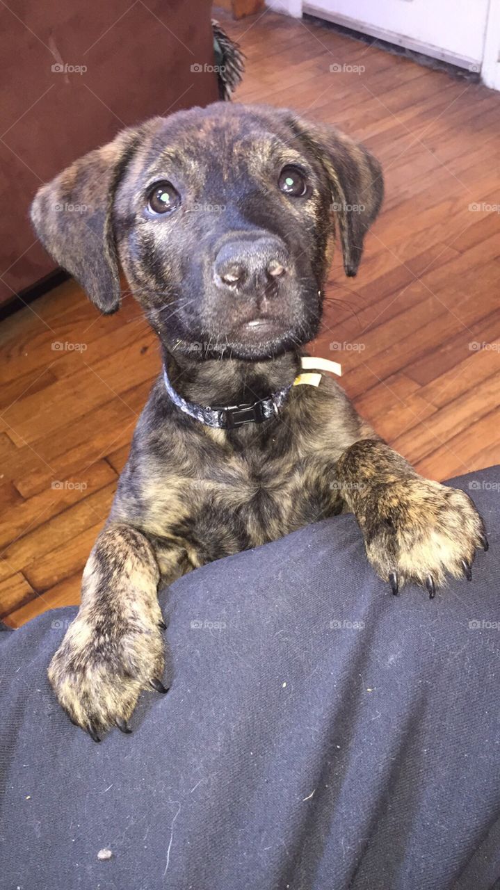 My handsome man bruiser, he’s getting so big. 11 weeks. 