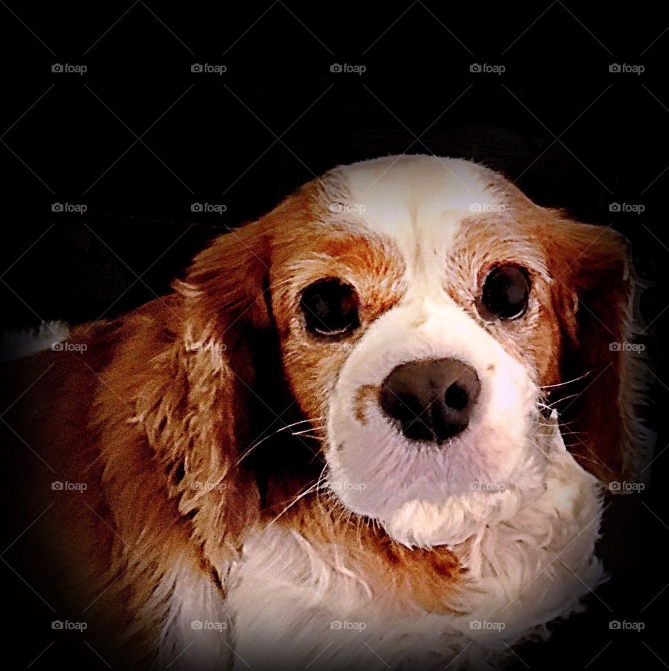 King Charles Spaniel