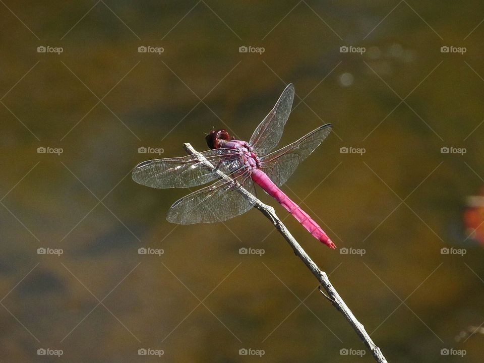 pink purple dragonfly perched on stem over water