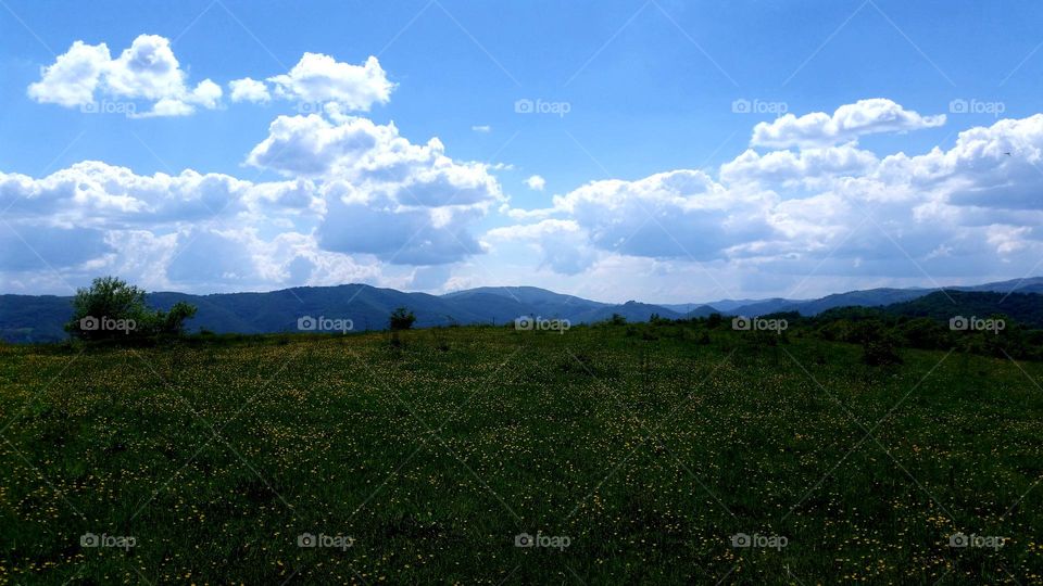 field with flowers