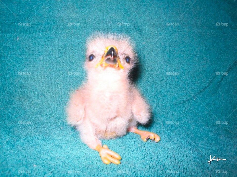 Baby red tail hawk