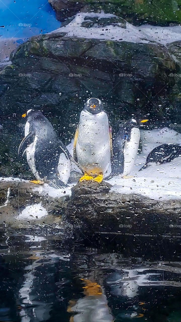 Penguins