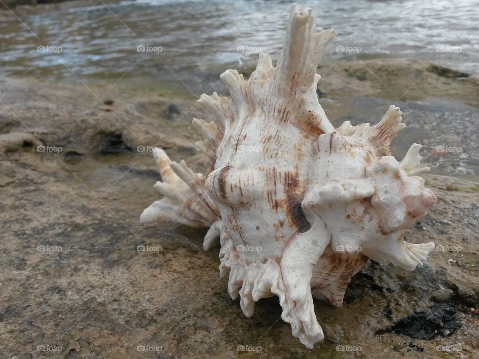 close up of seashell in front of the sea