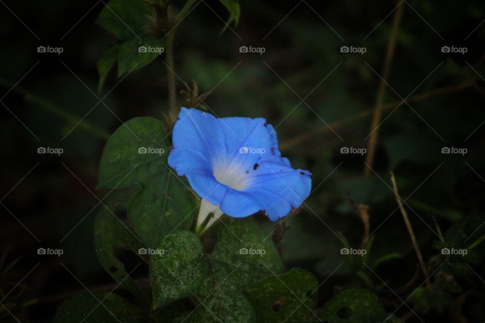 Blue Flower