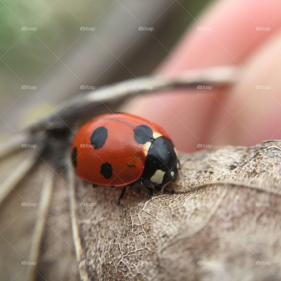 Close-up of ladybird on leaf