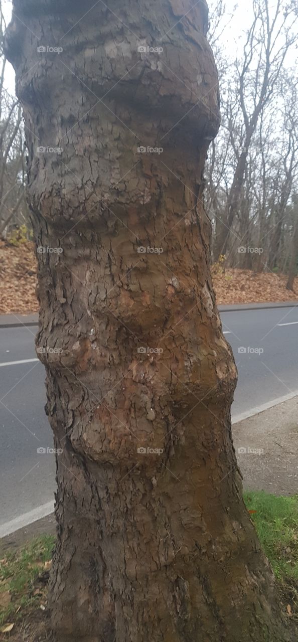 a tree on a street in Berlin