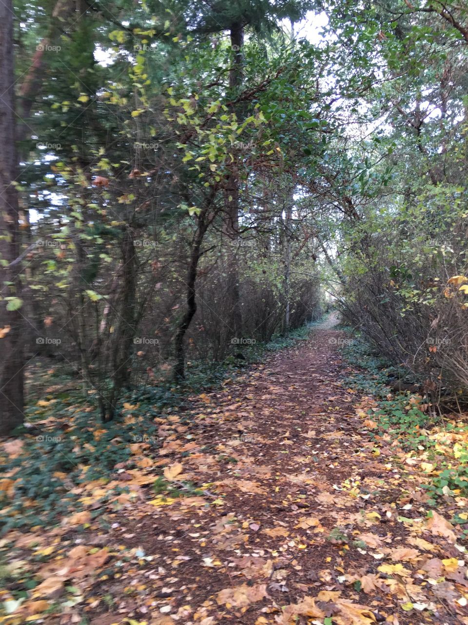 Following the path of fallen leaves