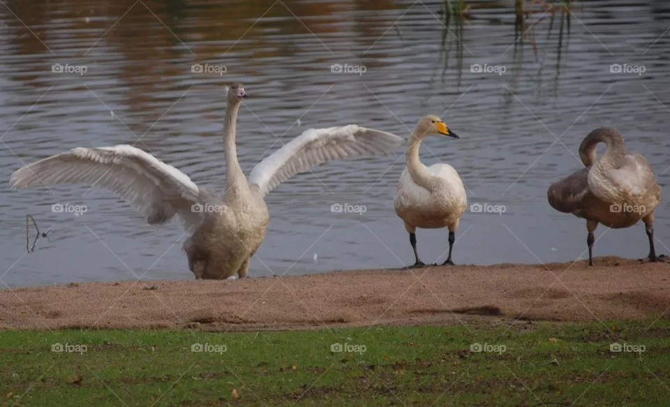 Swan