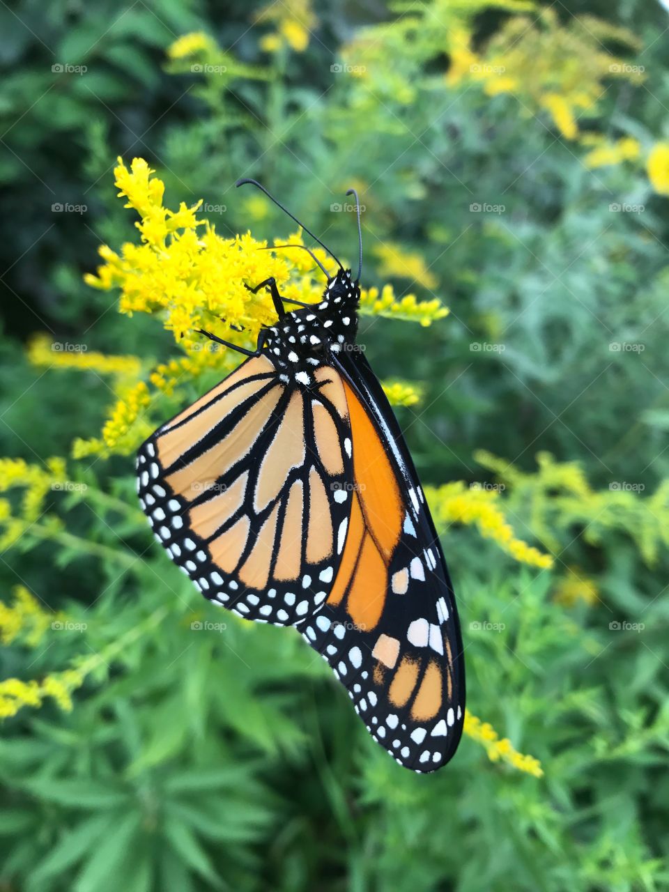 Gorgeous orange black and white butterfly perched on top of yellow flowers in garden. 