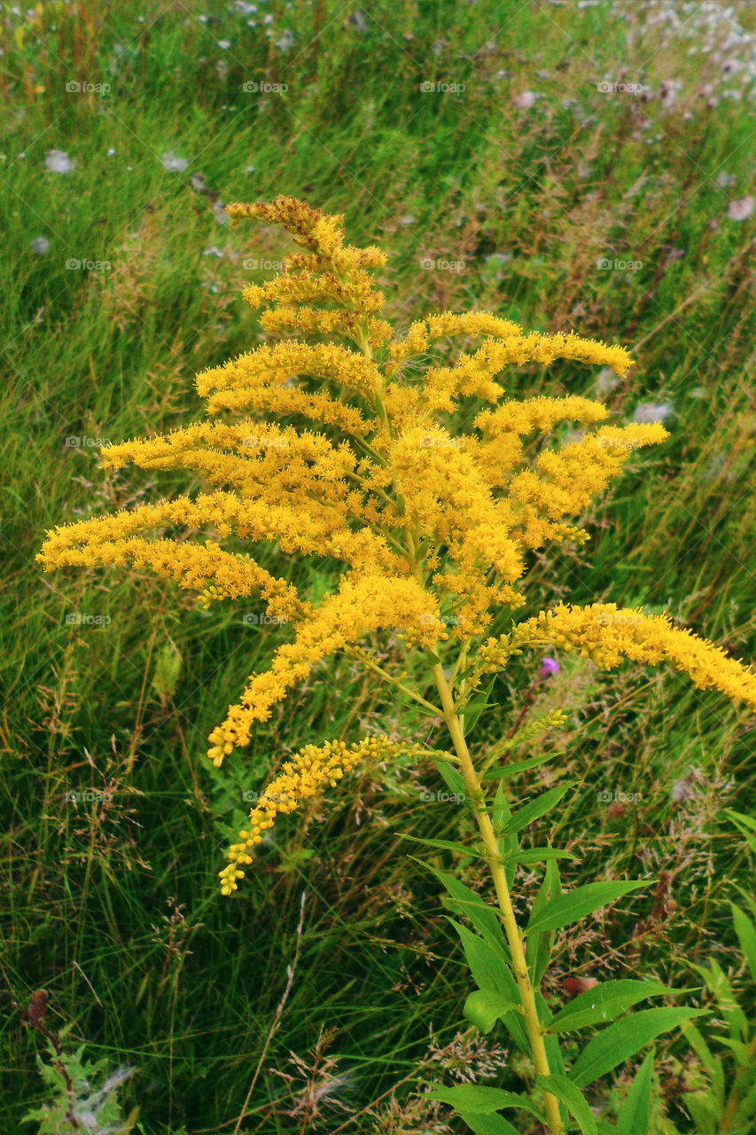 yellow wildflowers