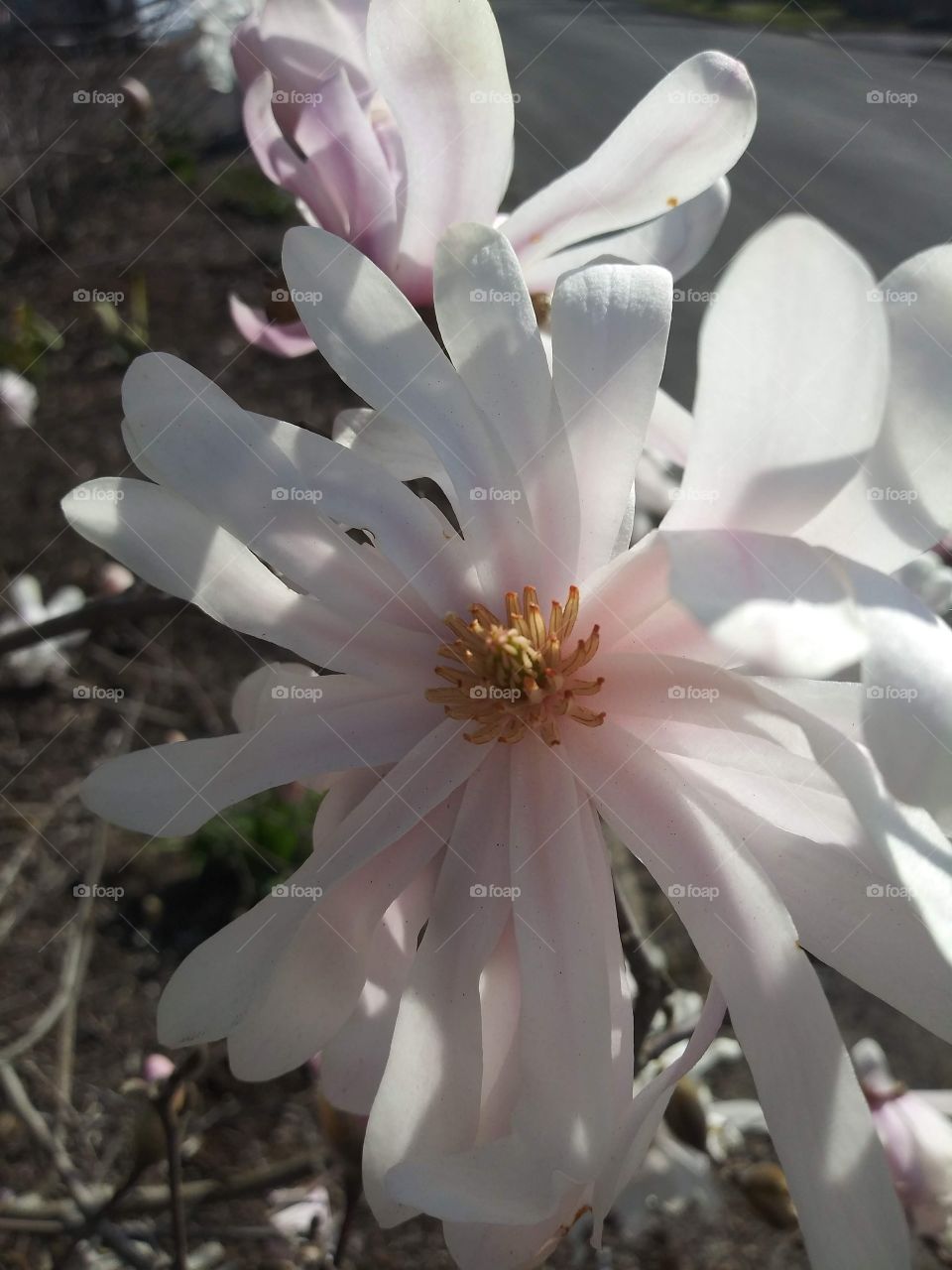 Blooming flowers on Willow tree