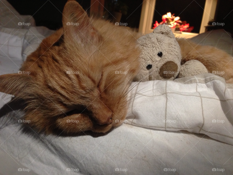 cat sleeping animal pet by MagnusPm